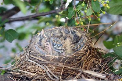 Babies in Nest.jpg
