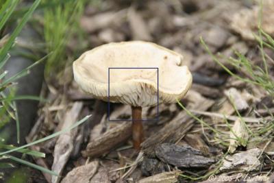 Mushroom - Full Frame.jpg
