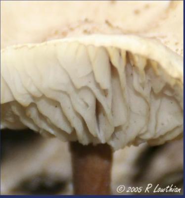 Mushroom - Cropped.jpg