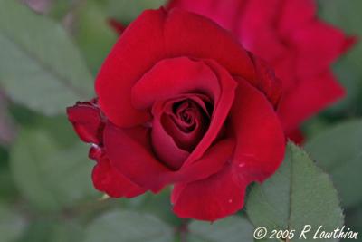 Red Rose - resized.jpg