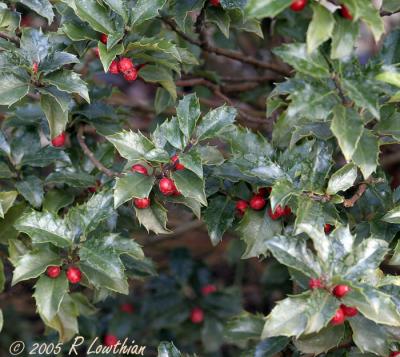 Berries on the Holly Bushes.jpg