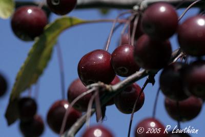 Fruit on the Ornamental Trees.jpg