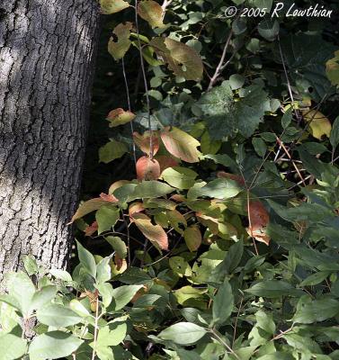 More Changing Leaves.jpg