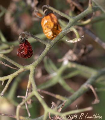 The End of the Tomato Plant.jpg