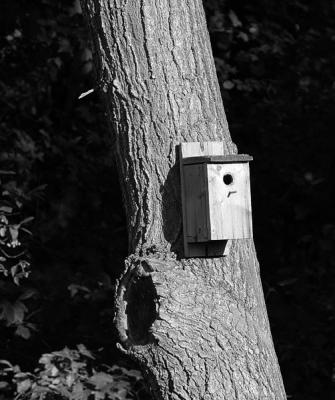 Bird House on Tree BW 2534.jpg
