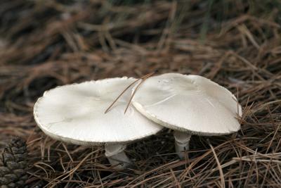 Mushrooms 2541.jpg