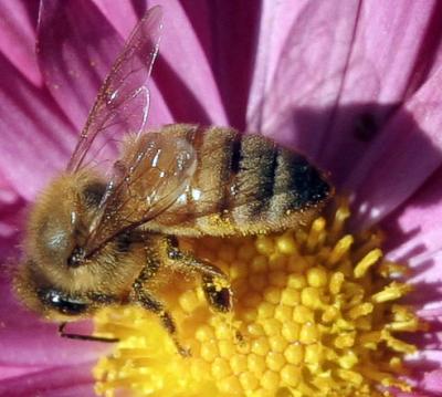 Bee Macro_MG_2620.jpg