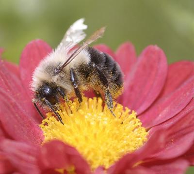 Bee Macro 2_MG_2699.jpg