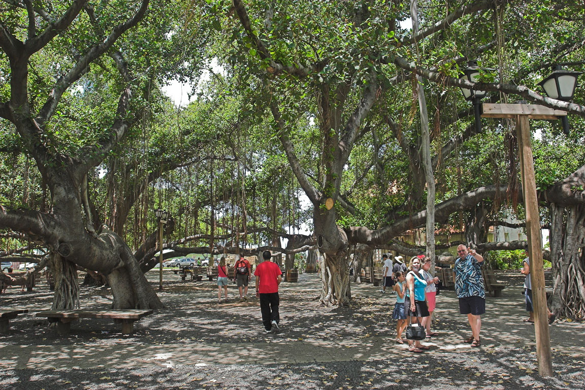 Largest Banyan Tree
