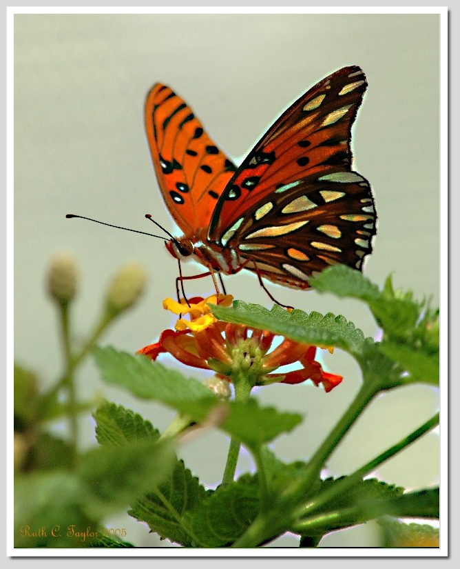 Gulf Fritillarie