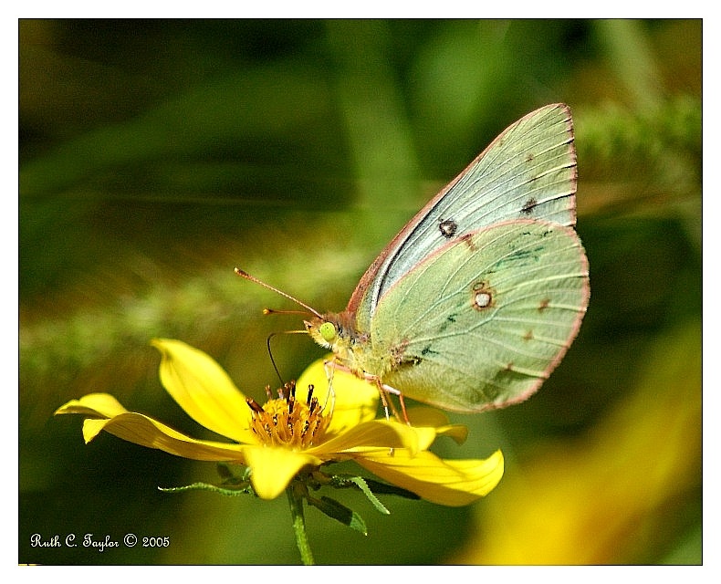 Clouded Sulphur