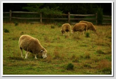 Sheep Pasture