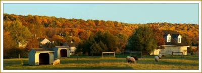 Pano of Bucks County Sheep Farm (over 382)