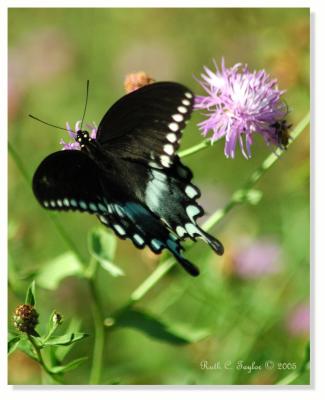Spice Bush Swallowtail
