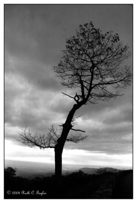 Night Along Skyline Drive, VA