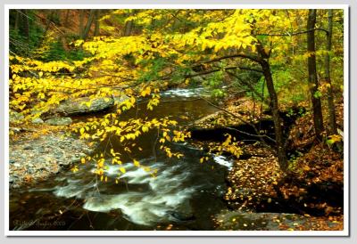 Autumn Streams