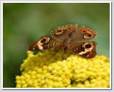 Common Buckeye