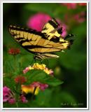 Tiger Swallowtail