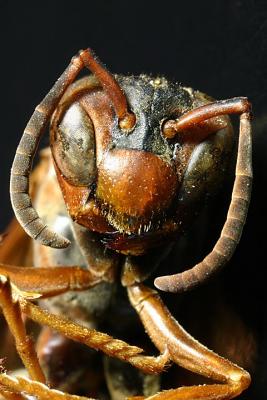 Wasp Portrait