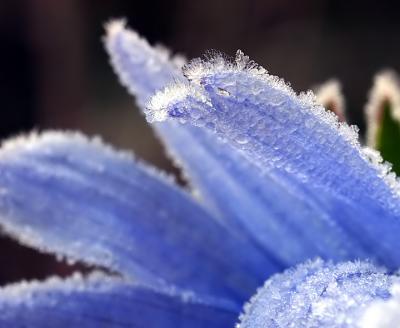 Frost on Flower
