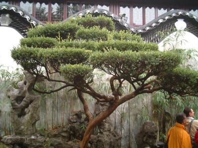 Shanghai-garden.jpg