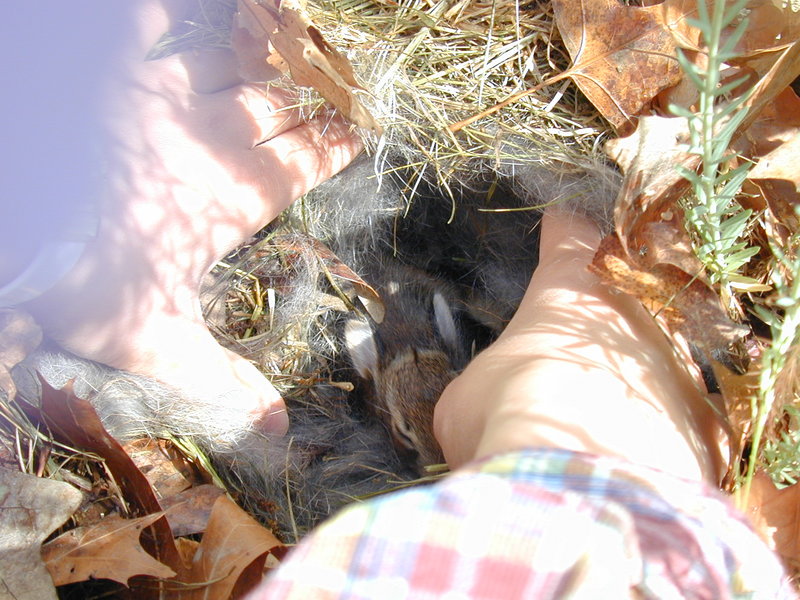 Cottontail nest