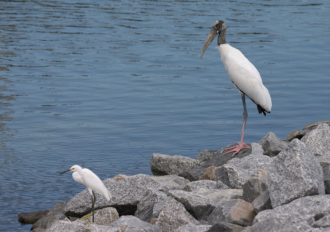 Wood Stork and Cattle Egret