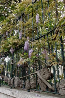 Wisteria enveloping fence
