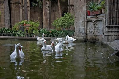 Geese within the cathedral's inner courtyard