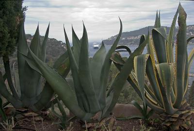 Agave and Rotterdam
