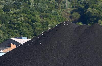 Gulls on a coal pile