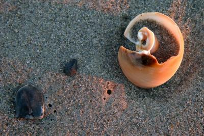 Shells in dawn light