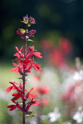 _MG_5627.jpg