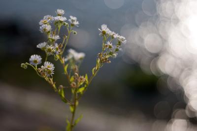 _MG_5747.jpg