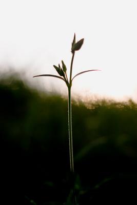 _MG_5775.jpg