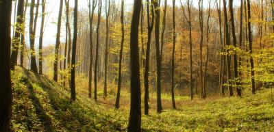 bakonybel-13.jpg