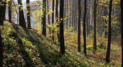 bakonybel-14.jpg