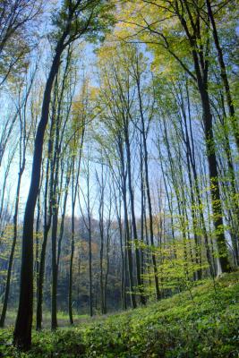 bakonybel-17.jpg