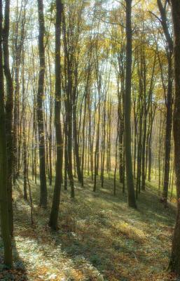 bakonybel-19.jpg