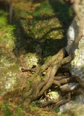 bakonybel-60.jpg