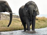 Elephants Crossing the Chobe River