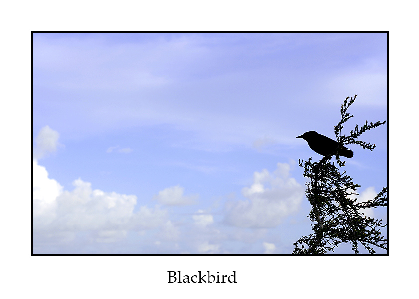 Blackbird