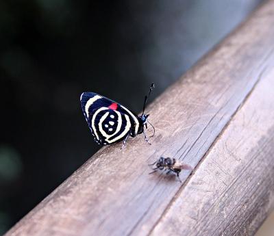 mariposa  y mosca.jpg
