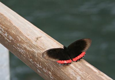 mariposa marron.jpg