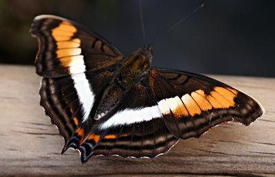 mariposa alas extendidas.jpg