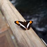 mariposa marron naranja.jpg