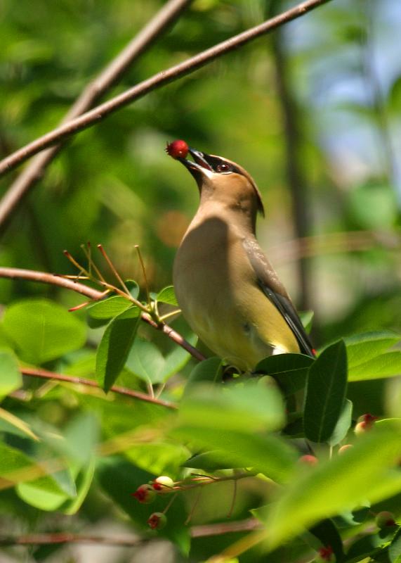 Cedar Waxwing.JPG