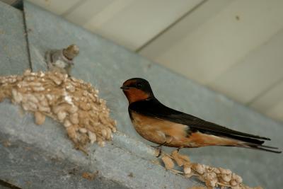 Barn Swallow.JPG