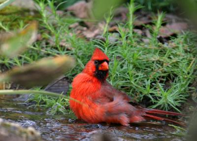 Cardinal bathing.jpg