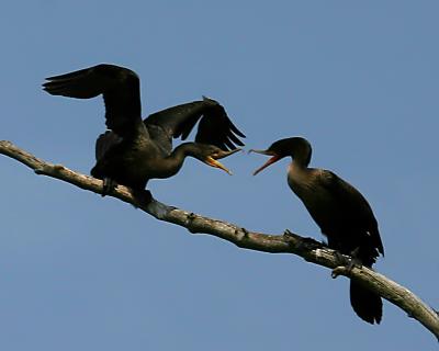 Double Crested Cormorants.jpg